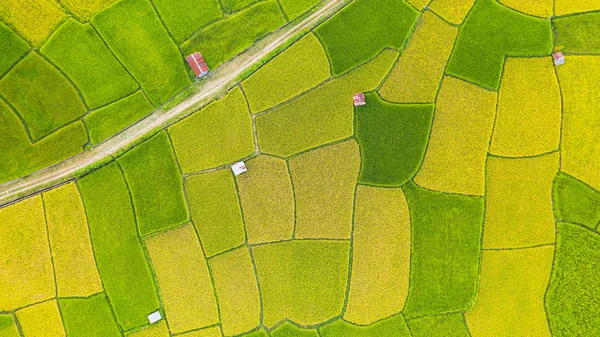 緑と黄色の田んぼの風景の空中ビューが異なる — ストック写真