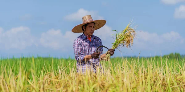 Asian farmer working in the rice field under blue sky — Stock Photo, Image