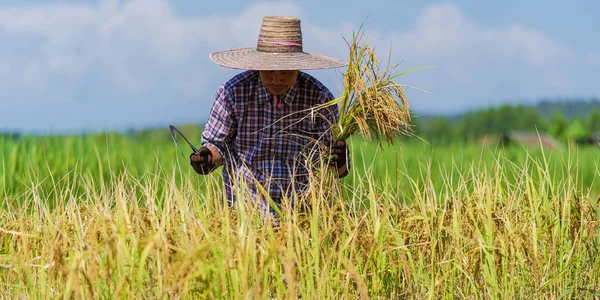 Agricultor asiático que trabaja en el campo de arroz bajo el cielo azul —  Fotos de Stock
