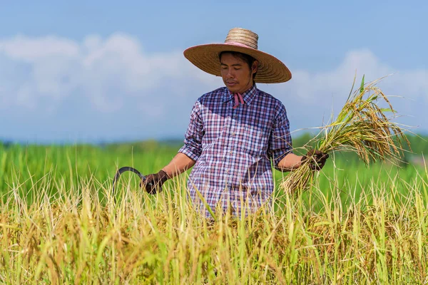 Agricultor asiático que trabaja en el campo de arroz bajo el cielo azul —  Fotos de Stock