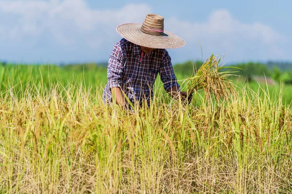 Ein asiatischer Bauer bei der Arbeit auf dem Reisfeld unter blauem Himmel — Stockfoto