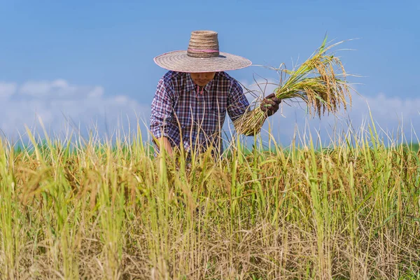 Un fermier asiatic care lucrează pe câmpul de orez sub cerul albastru — Fotografie, imagine de stoc