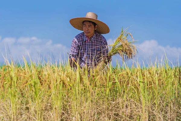 Азиатский фермер работает на рисовом поле под голубым небом — стоковое фото