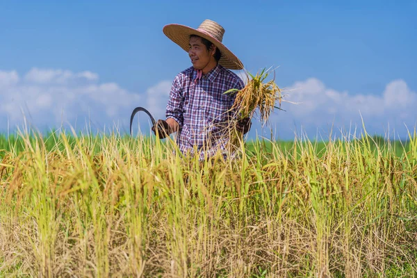 Agriculteur asiatique travaillant dans la rizière sous le ciel bleu — Photo