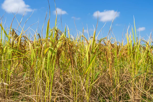 Champ de riz le matin sous le ciel bleu — Photo