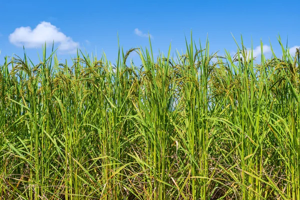 Green rice field in the morning under blue sky — Stock Photo, Image