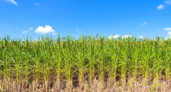 Зеленое рисовое поле утром под голубым небом — стоковое фото