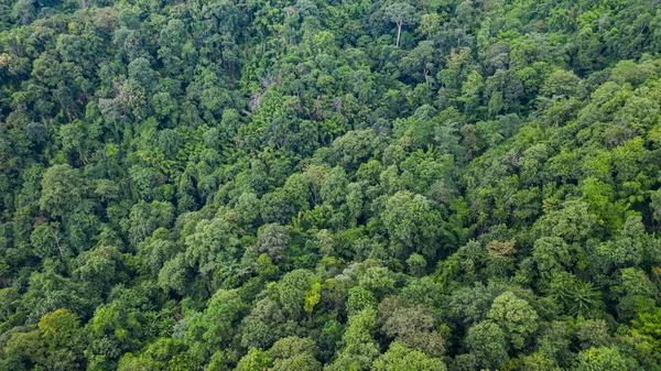 Yukarıdan orman dokusu arkaplan görünümünün havadan görünümü — Stok fotoğraf