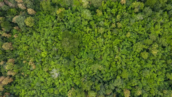 Vista superior aérea de la textura del bosque vista de fondo desde arriba —  Fotos de Stock