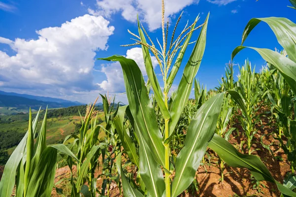 Corn fields under the blue sky — Stock Photo, Image