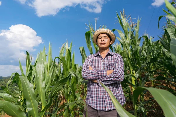 Азиатский фермер в шляпе стоит на своей ферме на кукурузном поле под блю — стоковое фото