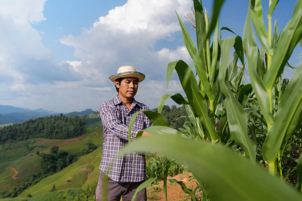 Азиатский фермер проверяет растения на своей ферме на кукурузном поле под блю — стоковое фото