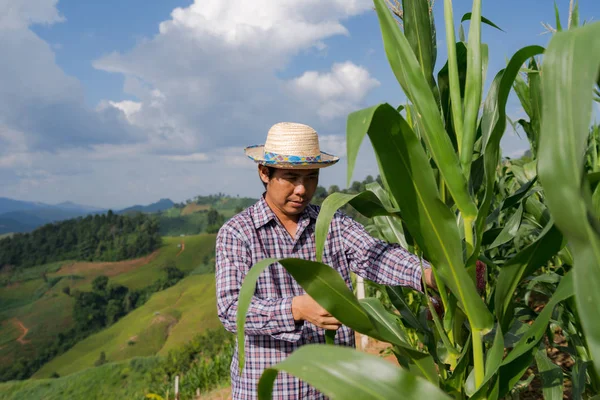 Asian farmer checking plants on his farm in corn field under blu — Stock Photo, Image