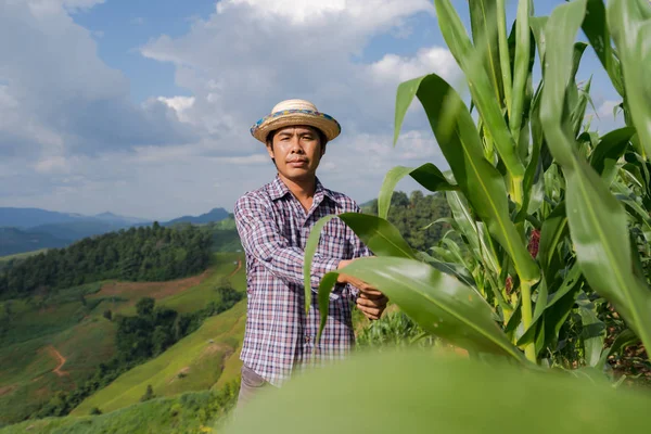 Asian farmer checking plants on his farm in corn field under blu — Stock Photo, Image
