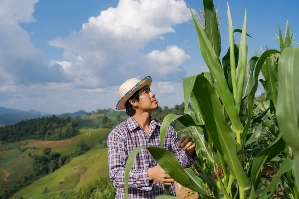 Asian farmer checking plants on his farm in corn field under blu — Stock Photo, Image