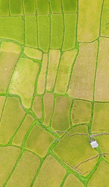 Аерофотозйомка зеленого і жовтого рисового поля ландшафтної різниці — стокове фото