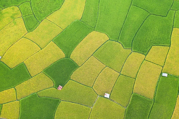 緑と黄色の田んぼの風景の空中ビューが異なる — ストック写真