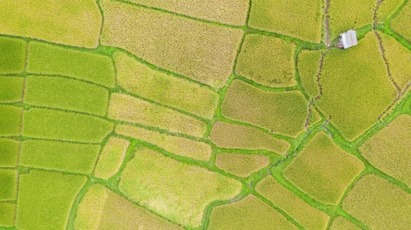 Vedere aeriană a peisajului câmpului de orez verde și galben diferă — Fotografie, imagine de stoc