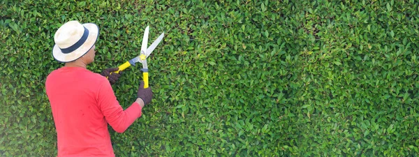 Man som arbetar i trädgården beskärning av prydnadsträd hemma i — Stockfoto