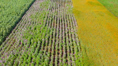 Çiçek bahçesi, gökyüzü manzarası, arkaplan ve güzel bir renk.