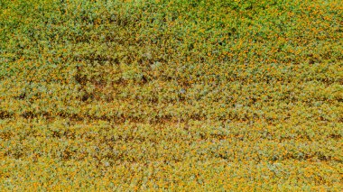 Çiçek bahçesi, gökyüzü manzarası, arkaplan ve güzel bir renk.