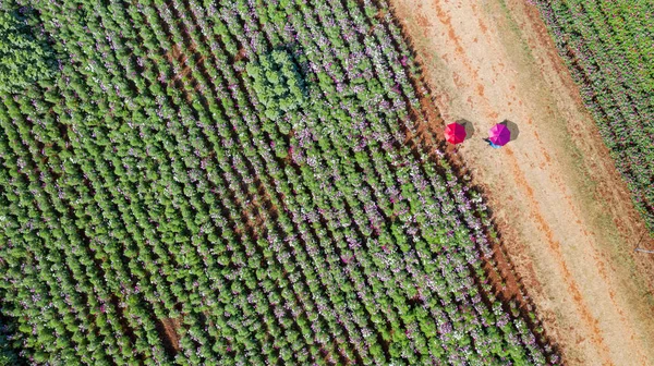 Bloementuin, Bovenaanzicht vanuit de lucht, achtergrond met mooie kleurstelling — Stockfoto