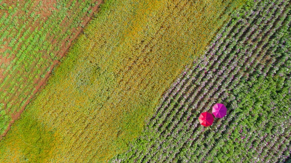 Bloementuin, Bovenaanzicht vanuit de lucht, achtergrond met mooie kleurstelling — Stockfoto