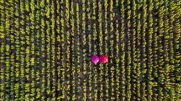 Bloementuin, Bovenaanzicht vanuit de lucht, achtergrond met mooie kleurstelling — Stockfoto