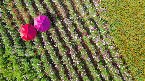 Blomma trädgård, antenn ovanifrån, bakgrund med vacker färg — Stockfoto