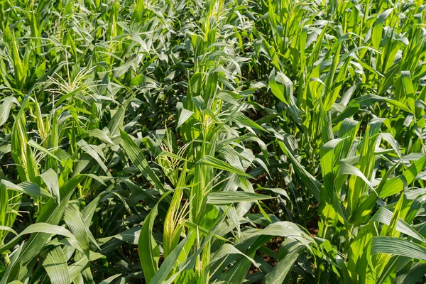 Green corn farm background and sunlight