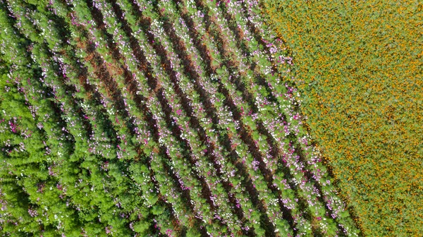 Bloementuin, Bovenaanzicht vanuit de lucht, achtergrond met mooie kleurstelling — Stockfoto