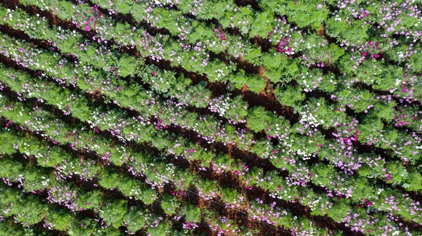 Grădină de flori, vedere aeriană de sus, fundal cu colorf frumos — Fotografie, imagine de stoc