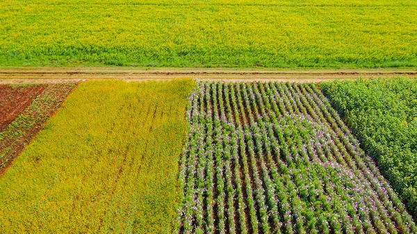 花の庭、空中トップビュー、美しい色の背景 — ストック写真