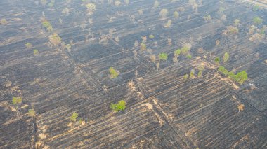 Pirinç tarlasını yaktıktan sonra hava manzarası