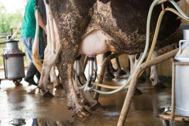 Kapat - İnek sağma tesisi ve mekanik sağma ekipmanları
