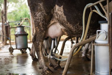Kapat - İnek sağma tesisi ve mekanik sağma ekipmanları