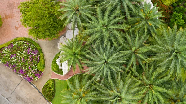 Aerial View Beautiful Green Garden — Stock Photo, Image