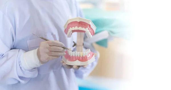 Жінка Стоїть Стоматологічному Кабінеті Допомогою Моделі Щелеп Щоб Показати Правильний — стокове фото