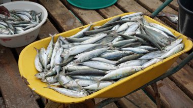 Cape verde Adası sal