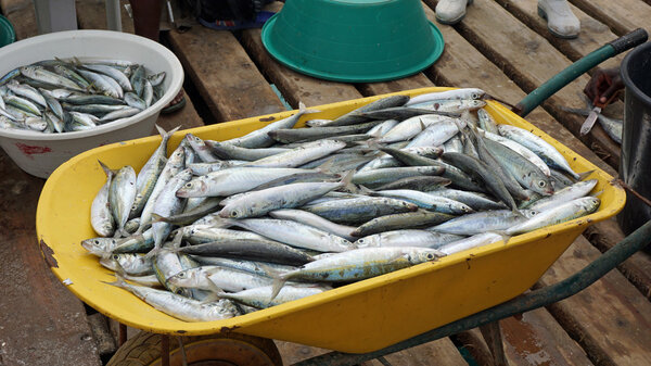 cape verde island sal