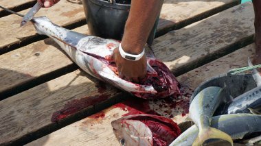 Cape verde Adası sal