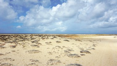 Sal Adası Burnu Verde