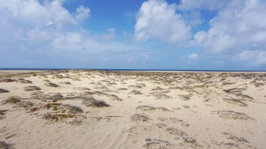 Sal Adası Burnu Verde