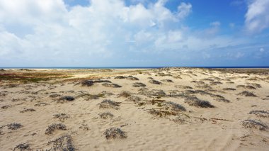 Sal Adası Burnu Verde