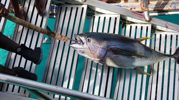 Yellow fins tuna — Stock Photo, Image