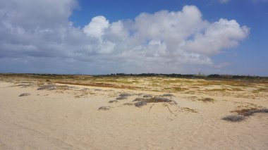 Sal Adası Burnu Verde
