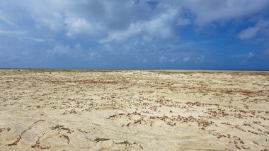 Sal Adası Burnu Verde