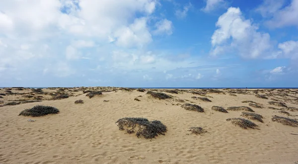 Sal Adası Burnu Verde