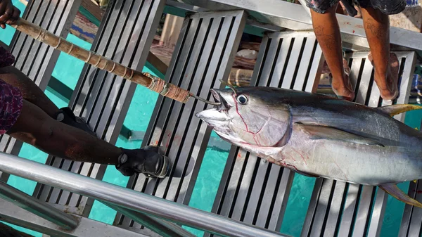 Yellow fins tuna — Stock Photo, Image