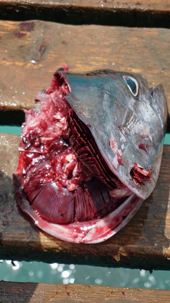Żółty płetwy tuńczyka — Zdjęcie stockowe